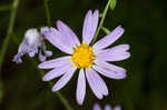 Late purple aster